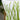 Sea Grass - Belgian Linen Pillow