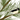 Chickadee Vinyl Placemat