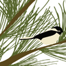 Chickadee Vinyl Placemat