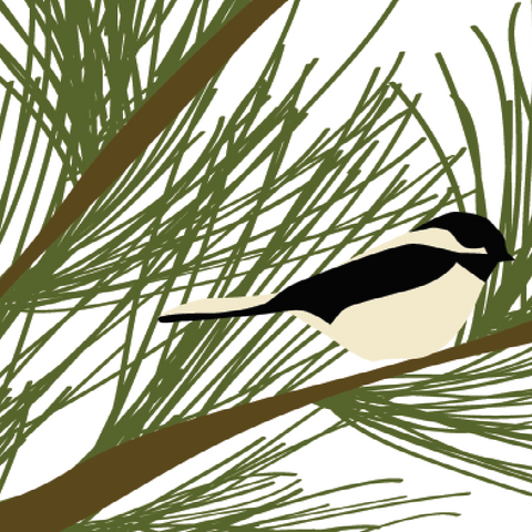 CHICKADEE & PINE